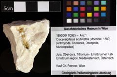 Foto (Objket + Etiketten) von Cracensigillatus acutirostris (Moericke, 1889) 